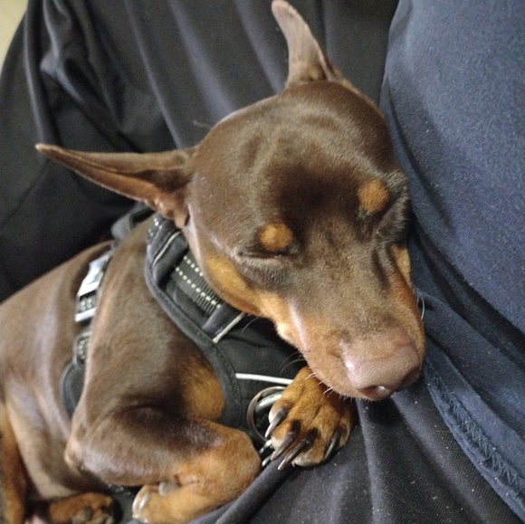 Meet your Posher, Brittany - Picture 5 of 7